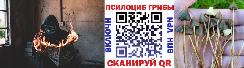 Галлюциногенные грибы Cubensis  Гатчина 